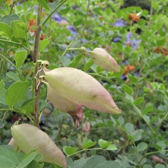 Colutea arborescens