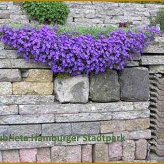 Aubrieta 'Hamburger Stadtpark'