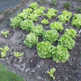 Lactuca sativa