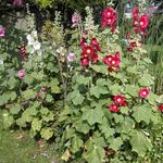 Alcea rosea - Stockrose