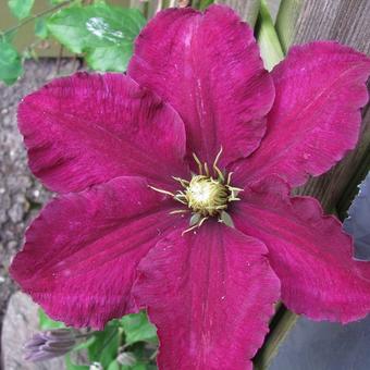 Clematis 'Niobe'