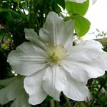 Clematis 'Madame Le Coultre' - Clematis 'Madame Le Coultre'