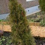 Thuja occidentalis 'Smaragd' - 