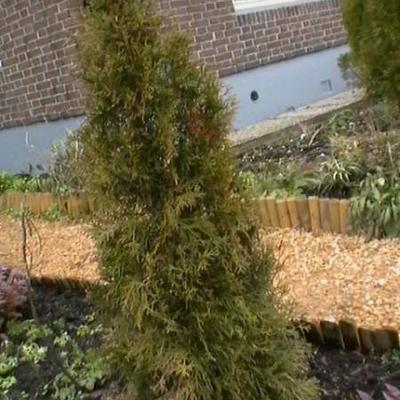 Thuja occidentalis 'Smaragd' - 