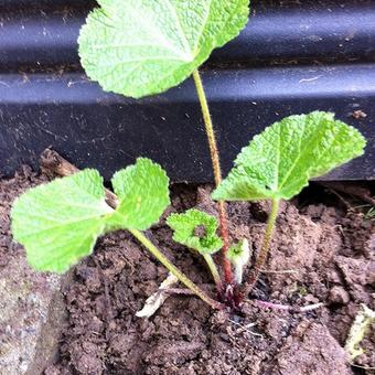 Alcea rosea