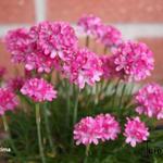 Armeria maritima - Armérie maritime