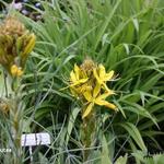 Asphodeline - Junkerlilien