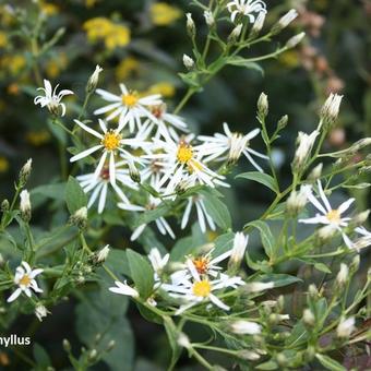 Aster macrophyllus