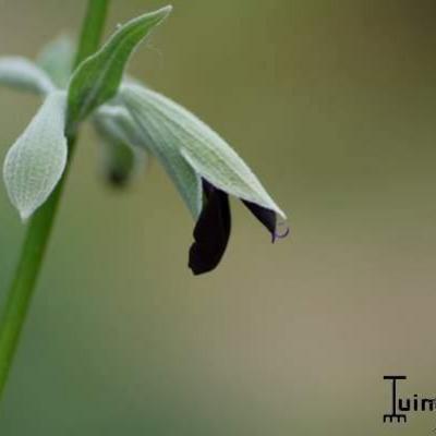 Salvia discolor - 