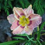 Hemerocallis 'Angel Rodgers' - 