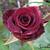 Rosa 'Black Baccara'