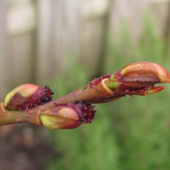 Salix gracilistyla 'Melanostachys'