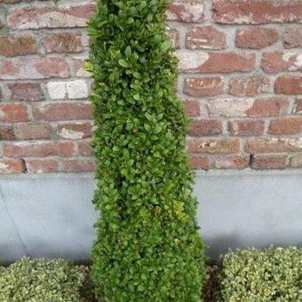 Buxus sempervirens ‘Graham Blandy’