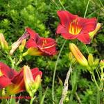 Hemerocallis 'Pardon Me' - 