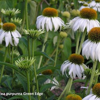 Echinacea purpurea  'Green Edge'