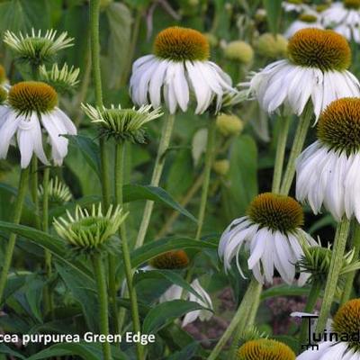 Echinacea purpurea  'Green Edge' - 