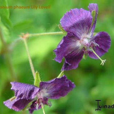 Geranium phaeum 'Lily Lovell' - 