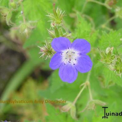 Geranium sylvaticum 'Amy Doncaster' - 