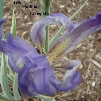 Iris pallida 'Variegata'