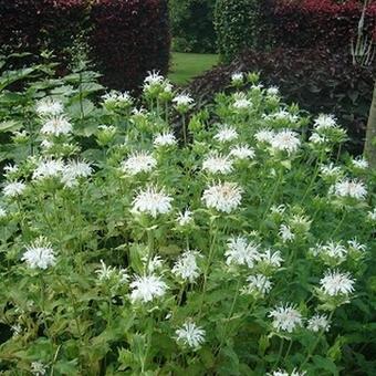 Monarda 'Schneewittchen'