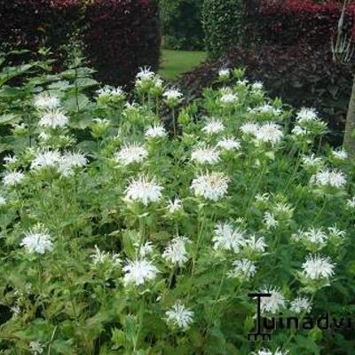 Monarda 'Schneewittchen' - Monarda 'Schneewittchen'