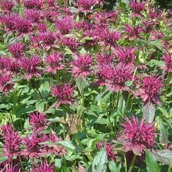 Monarda 'Gewitterwolke'