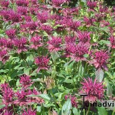 Monarda 'Gewitterwolke'