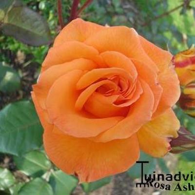 Rosa 'Ashram' - 