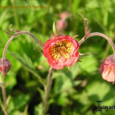 Geum rivale 'Leonard's Variety' - Geum rivale 'Leonard's Variety'