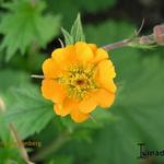 Geum x heldreichii 'Georgenberg' - Geum x heldreichii 'Georgenberg'