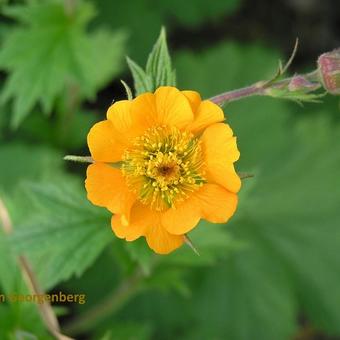 Geum x heldreichii 'Georgenberg'