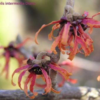 Hamamelis x intermedia ‘Diane’