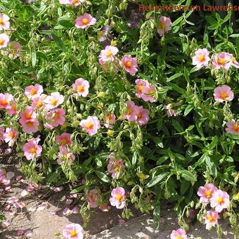 Helianthemum 'Lawrenson's Pink'