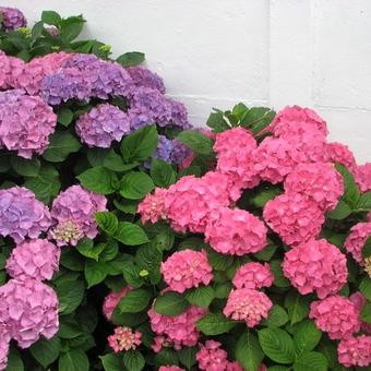 Hydrangea macrophylla