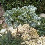 Abies koreana 'Kohout's Ice Breaker' - 