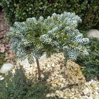 Abies koreana 'Kohout's Ice Breaker'