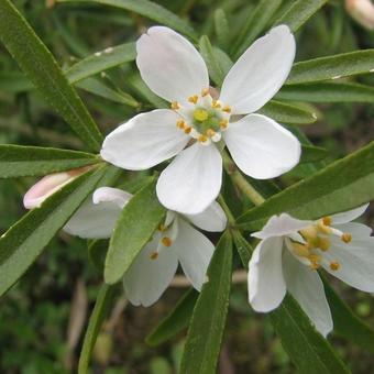 Choisya ternata 'Aztec Pearl'