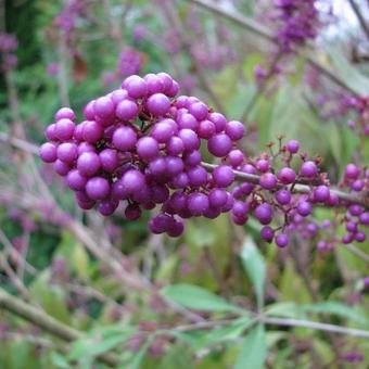 Callicarpa bodinieri