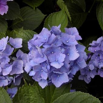 Hydrangea macrophylla