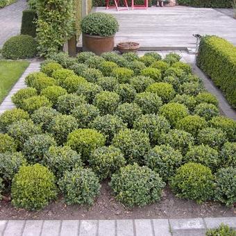 Buxus