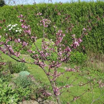 Cercis canadensis