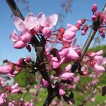 Cercis canadensis - Gainier du Canada