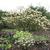 Edgeworthia chrysantha