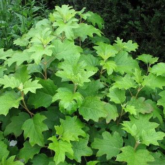 Hydrangea quercifolia