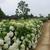 Hydrangea arborescens 'Annabelle'