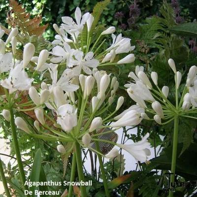 Agapanthus 'Snowball' - 