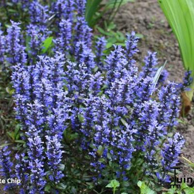 Ajuga reptans 'Chocolate Chip'