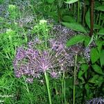 Allium schubertii - Schuberts Lauch