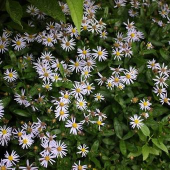 Aster sedifolius 'Nanus'