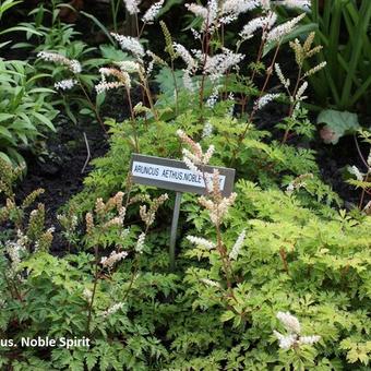 Aruncus aethusifolius 'Noble Spirit'